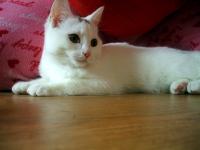 <img200*0:stuff/.cottonball.jpg>