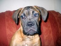 <img200*0:stuff/.dogref5.jpg>