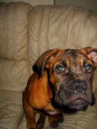 <img200*0:stuff/.dogsref1.jpg>