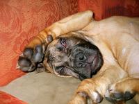 <img200*0:stuff/.dogsref10.jpg>