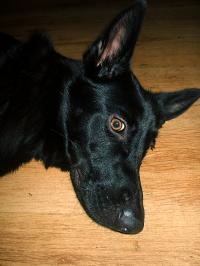 <img200*0:stuff/.dogsref11.jpg>
