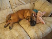 <img200*0:stuff/.dogsref12.jpg>