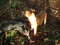 <img200*0:stuff/.dogsref13.jpg>