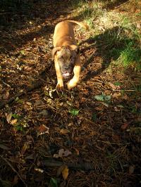 <img200*0:stuff/.dogsref14.jpg>