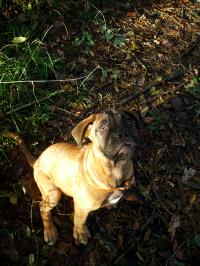 <img200*0:stuff/.dogsref15.jpg>