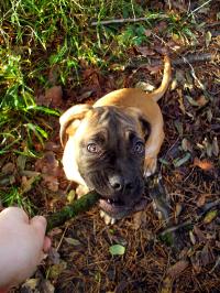 <img200*0:stuff/.dogsref16.jpg>