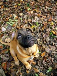 <img200*0:stuff/.dogsref17.jpg>