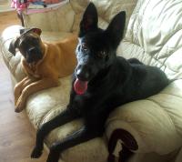 <img200*0:stuff/.dogsref2.jpg>