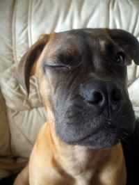 <img200*0:stuff/.dogsref3.jpg>