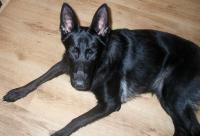 <img200*0:stuff/.dogsref4.jpg>