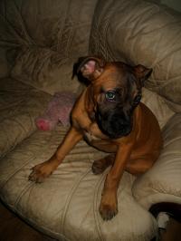 <img200*0:stuff/.dogsref6.jpg>