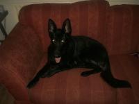 <img200*0:stuff/.dogsref7.jpg>