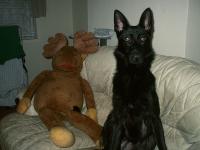 <img200*0:stuff/.dogsref8.jpg>