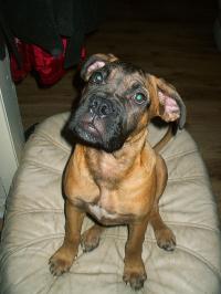 <img200*0:stuff/.dogsref9.jpg>