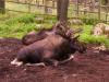 <img100*0:stuff/.elk.jpg>