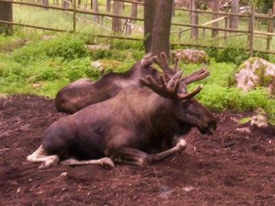 <img400*0:stuff/.elk.jpg>