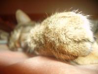 <img200*0:stuff/.focusonsmokey.jpg>