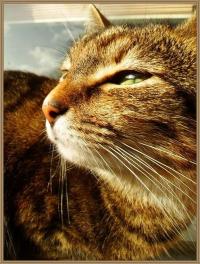 <img200*0:stuff/.freecat.jpg>