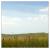 <img50*50:stuff/.grassland2.jpg>