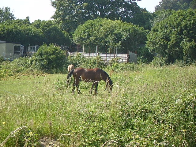 <img:stuff/.horses2.jpg>