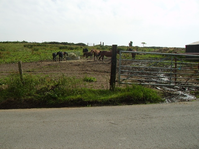 <img:stuff/.horses4.jpg>