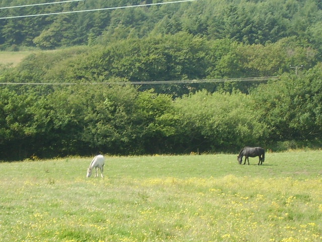 <img:stuff/.horses6.jpg>
