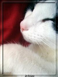 <img200*0:stuff/.jet%27aime.jpg>