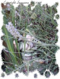 <img200*0:stuff/.lavenderk.jpg>