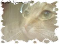 <img200*0:stuff/.lsa.jpg>