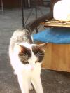 <img100*0:stuff/.luciuskitten.jpg>