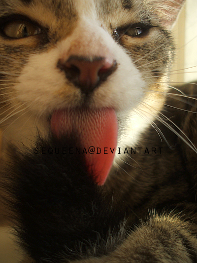 <img:stuff/.omnomnomclassic.jpg>