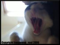 <img200*0:stuff/.palucius.gif>