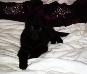 <img300*0:stuff/.sky8weeks2.jpg>