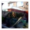 <img0*100:stuff/.squeespideref.jpg>
