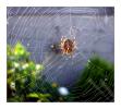<img0*100:stuff/.squeespiderref2.jpg>