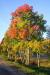 <img50*0:stuff/.tree.jpg>