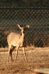 <img100*0:stuff/001026.jpg>
