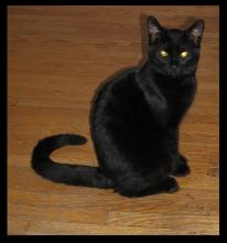 <img0*220:stuff/1%20Cookkiee~Cat%20Aug.jpg>