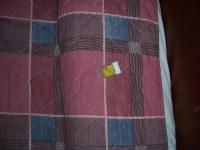 <img200*0:stuff/100_1087%20(Medium).JPG>