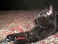 <img0*150:stuff/10a.jpg>