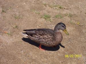 <img300*0:stuff/11046_FemaleMallardAtGardnerLakeSalemCT.jpg>