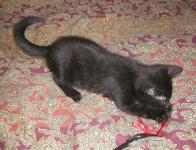 <img0*150:stuff/11a.jpg>