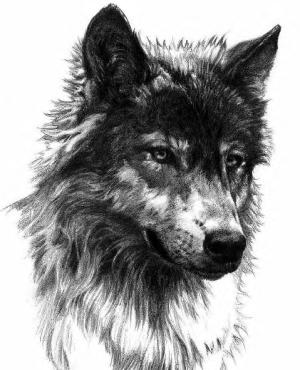 <img300*0:stuff/13941_wiki_greyfox_93yGQDwLDu4.jpg>