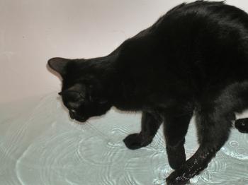 <img350*0:stuff/14%20Cookkiee~Cat%27s%20bath.jpg>