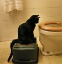<img0*130:stuff/15%20Toilet%20Cat%201.jpg>