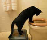 <img0*130:stuff/16%20Toilet%20Cat%202.jpg>