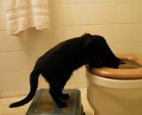 <img0*130:stuff/17%20Toilet%20Cat%203.jpg>