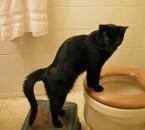 <img0*130:stuff/18%20Toilet%20Cat%204.jpg>