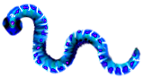 <img:stuff/1AppleWorm_6.png>