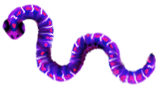 <img:stuff/1AppleWorm_7.png>